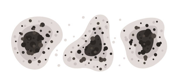 Best Mold-Related Health Consultation  in Hamilton College, NY