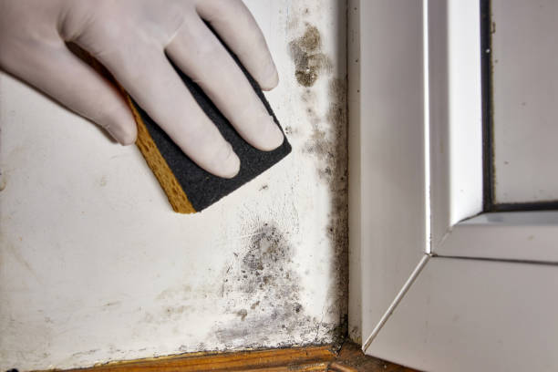 Best Mold Remediation for Healthcare Facilities  in Hamilton College, NY